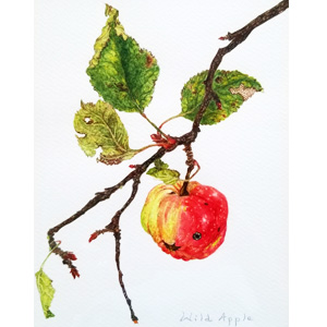 Mary Hill's 'Wild Apple' at Visual Voice Fine Art